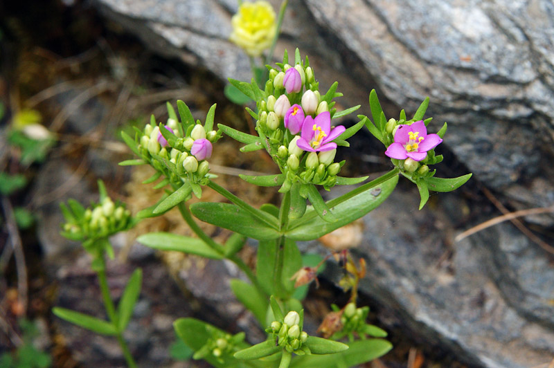 Centaurium erythraea subsp. erythraea
